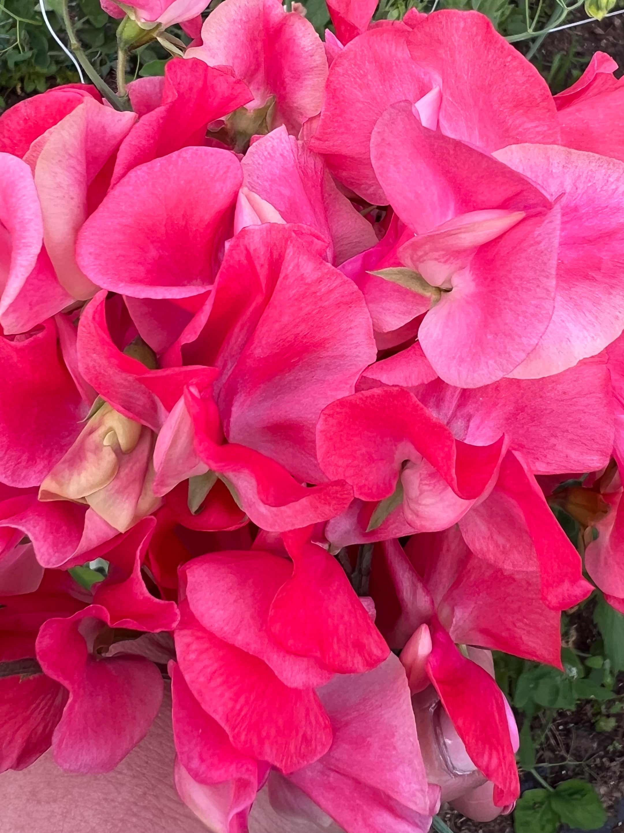 sweet-pea-geranium-pink-fraiche-flower-farm