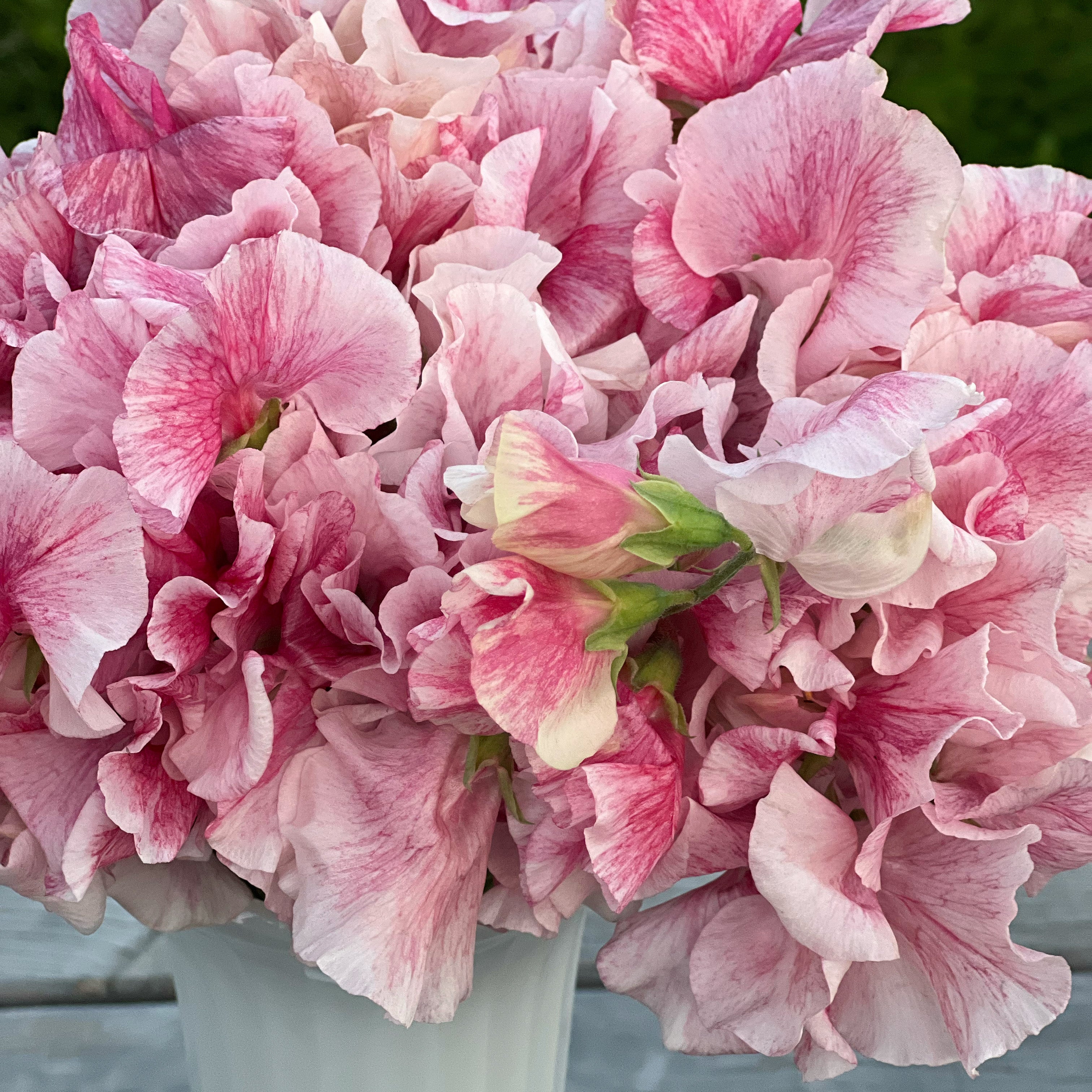 sweet-pea-raspberry-flake-fraiche-flower-farm