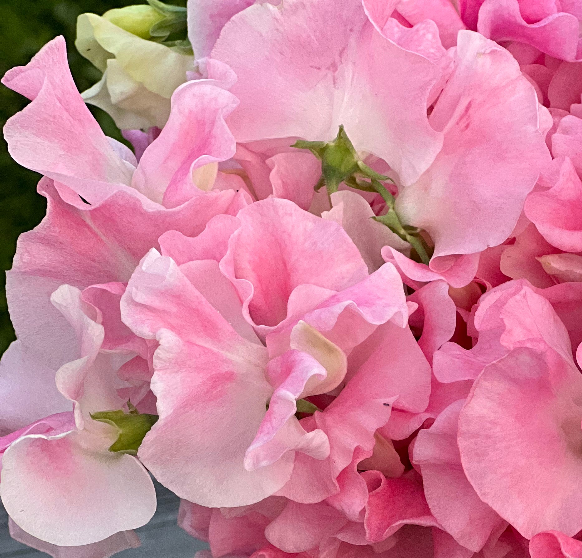 sweet-pea-john-grey-fraiche-flower-farm