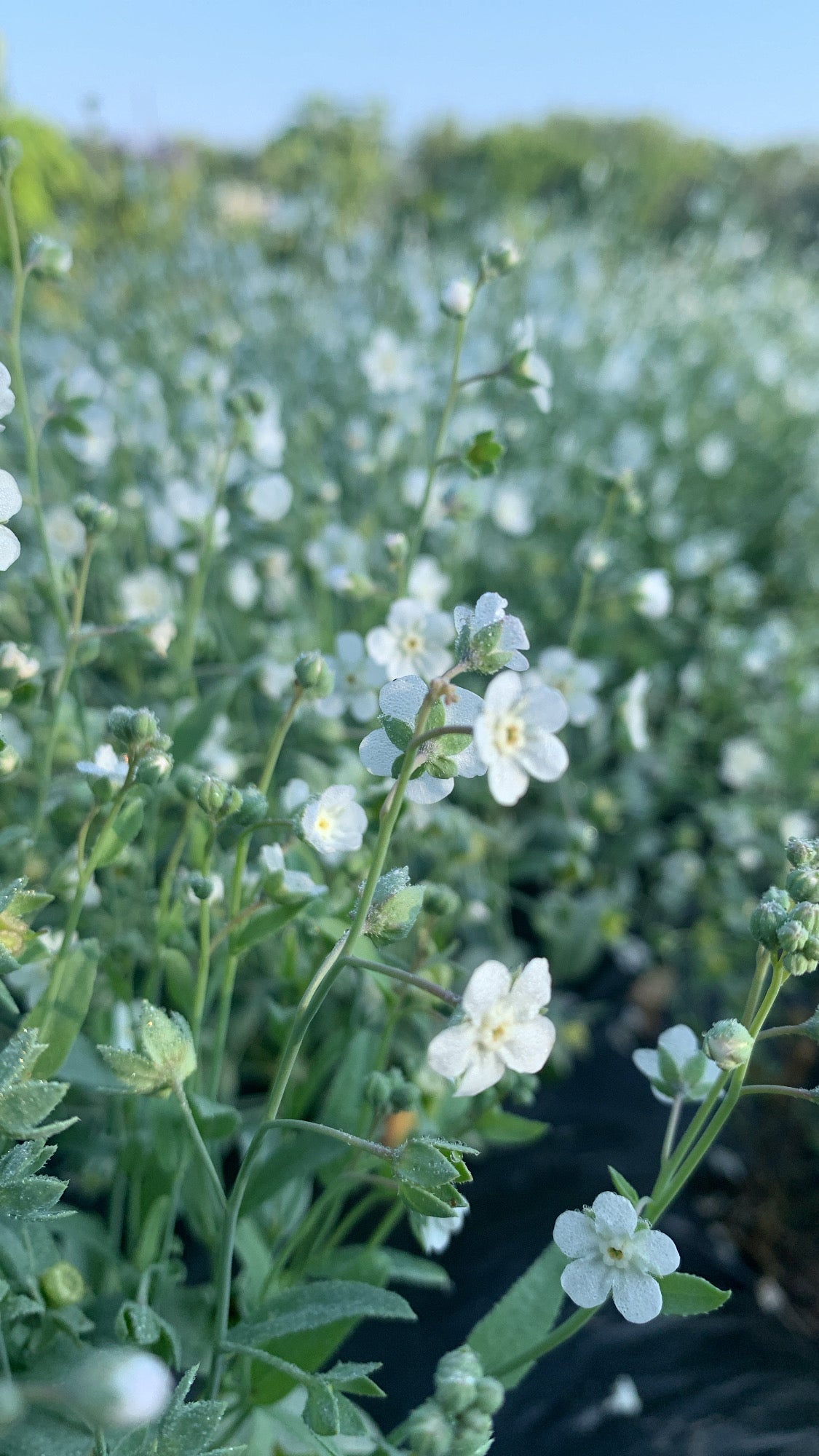 Argentine Forget-Me-Not