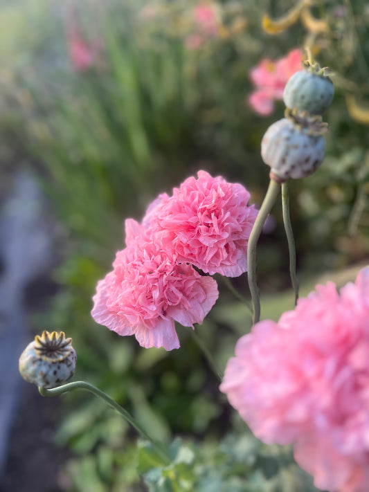 Breadseed Poppy | Pink Peony