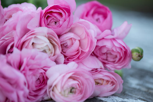 Growing Ranunculus Workshop | Saturday April 5th 10am