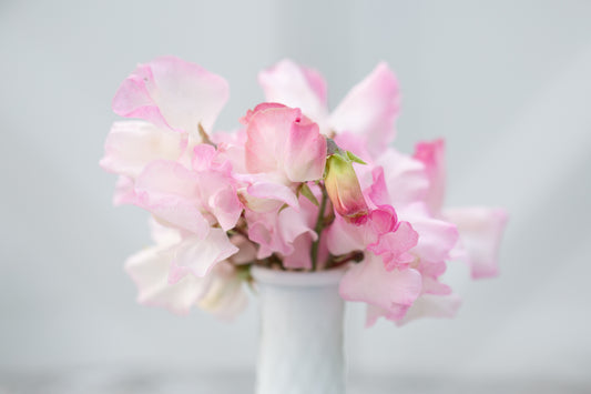 Sweet Pea | Rosy Frills