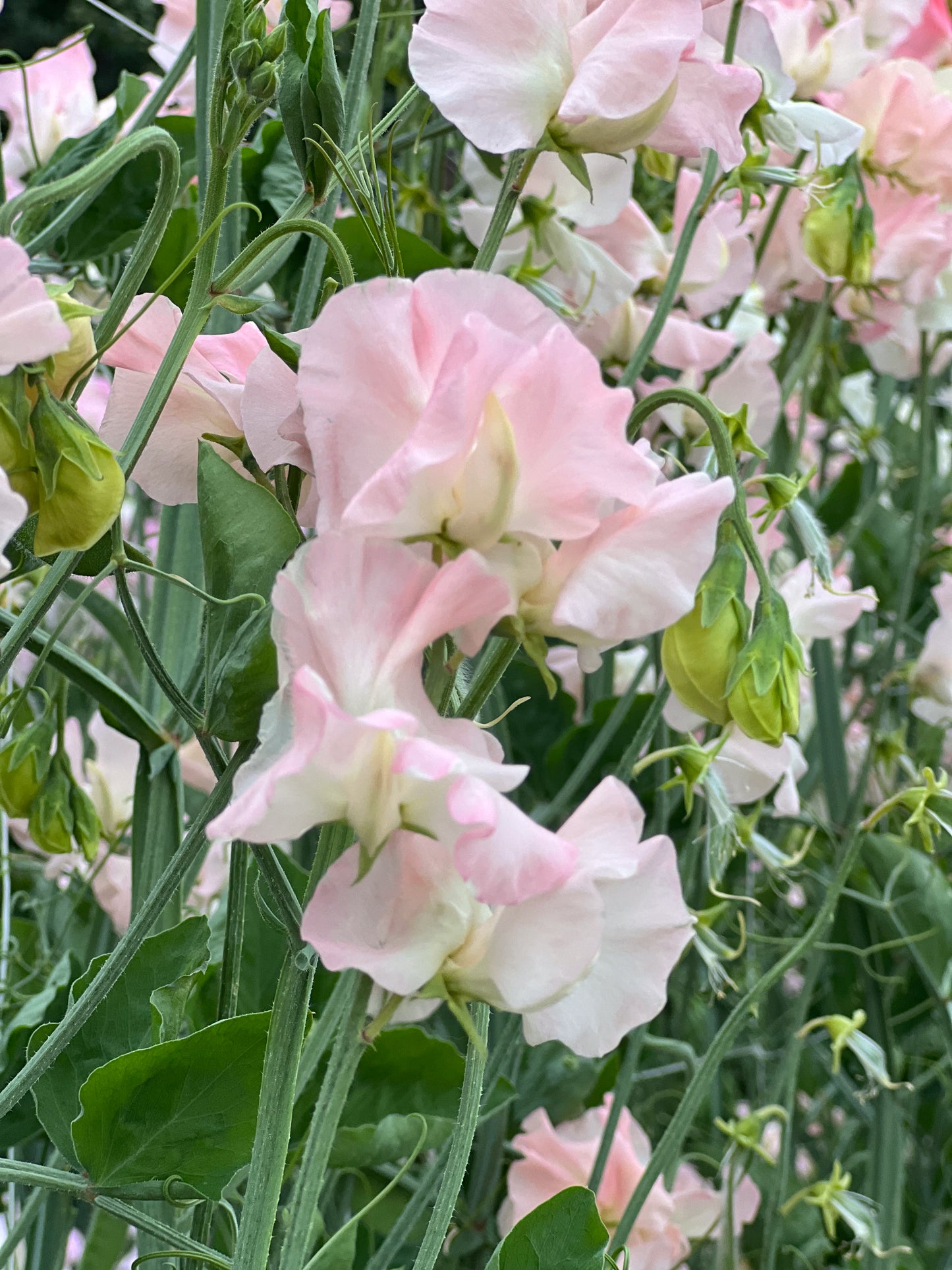 Sweet Pea | Castlewellan