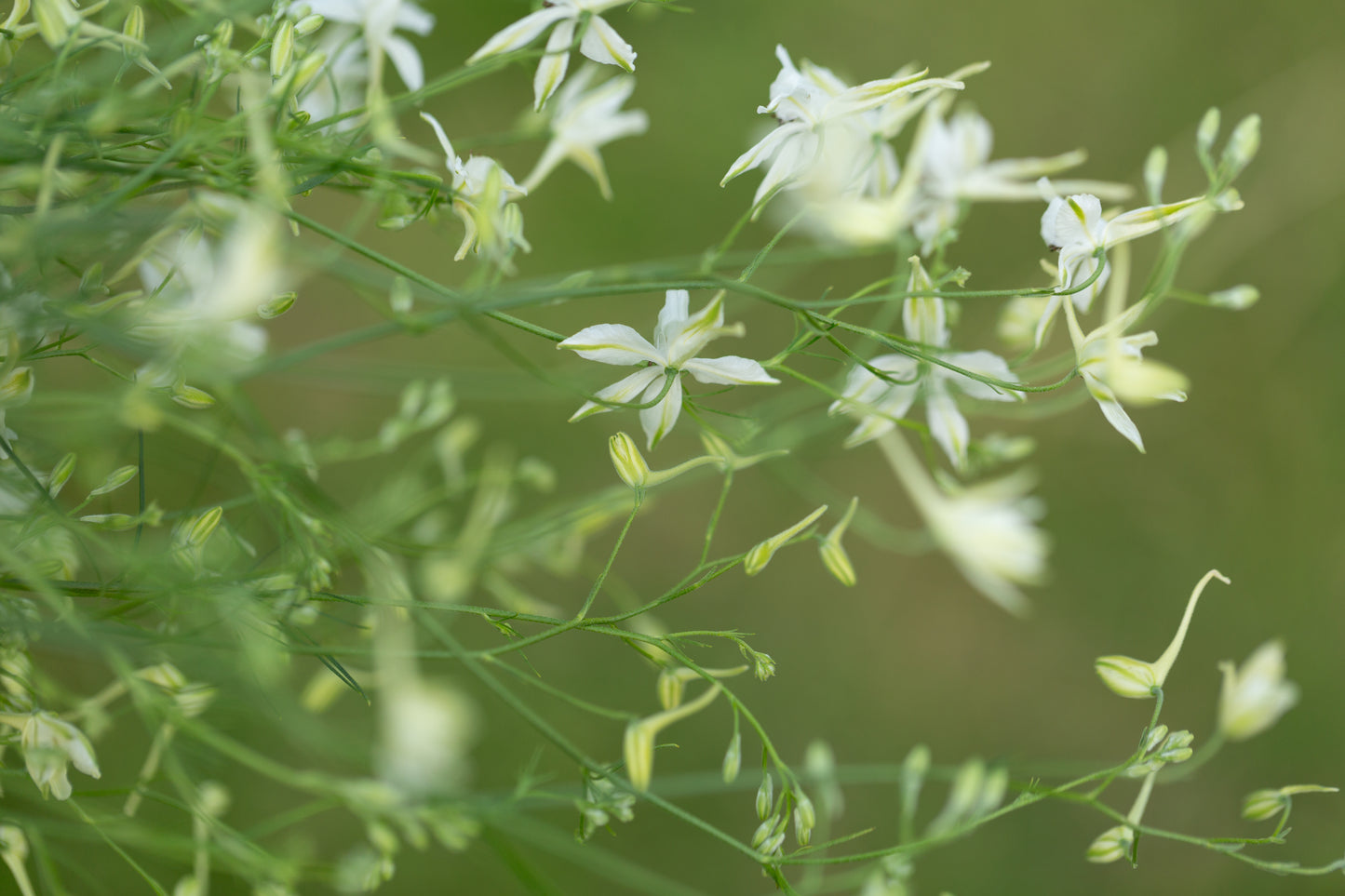 Larkspur | Cloud White