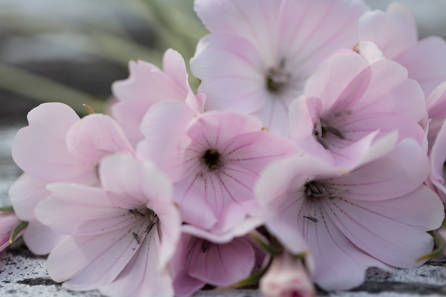 Agrostemma (Corn Cockle) | Blush Pink