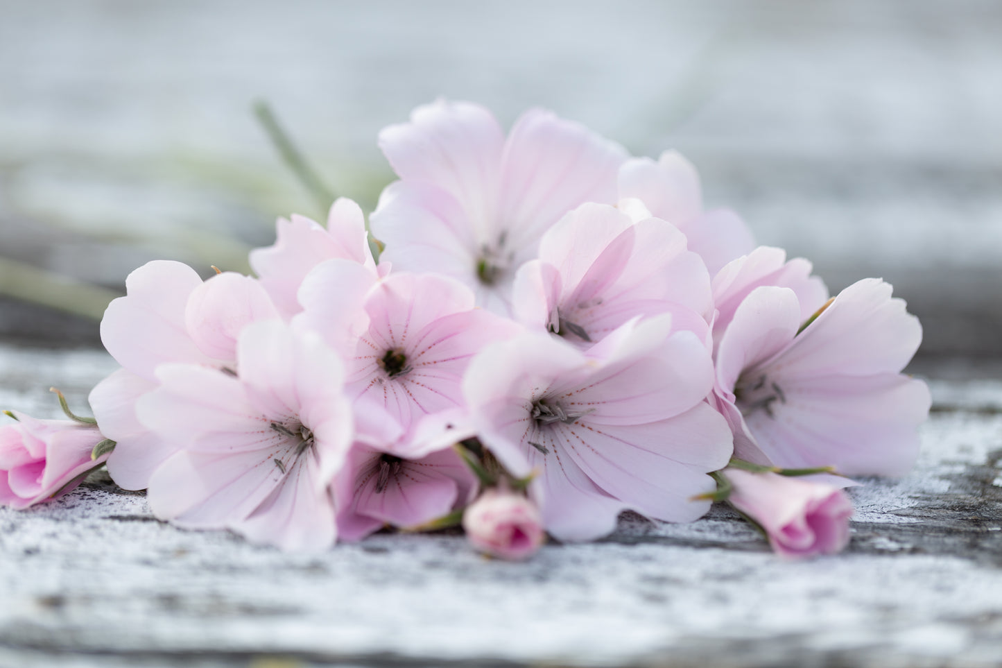 Agrostemma (Corn Cockle) | Blush Pink