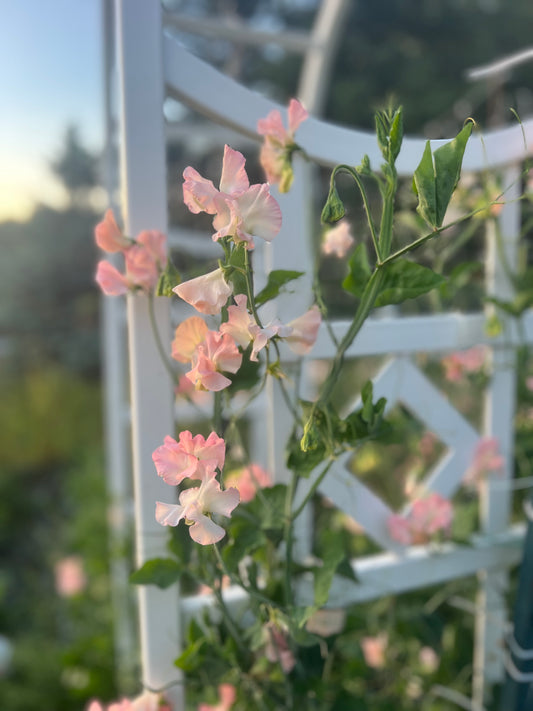 Sweet Pea | Heaven Scent