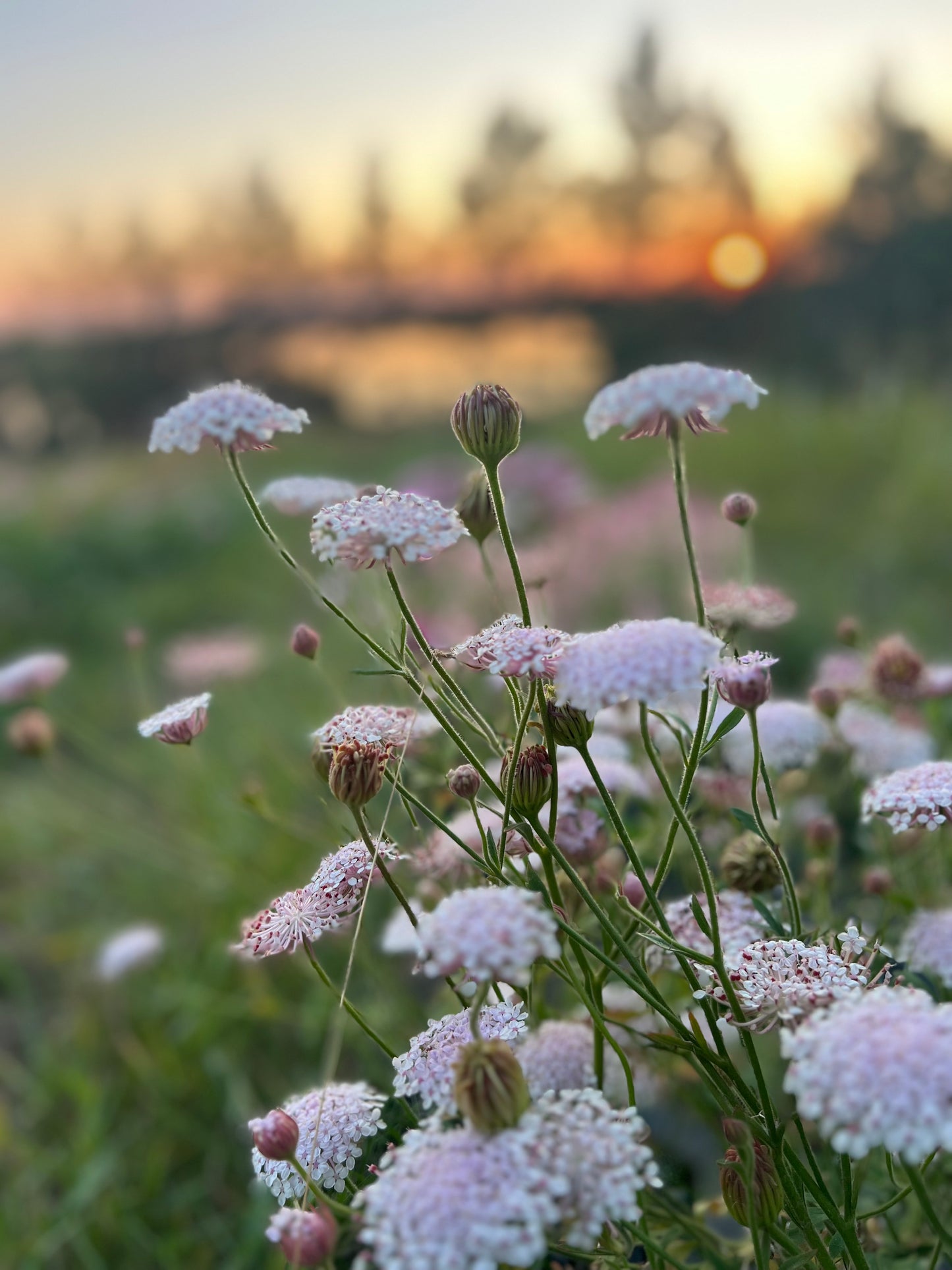 Didiscus | Lacy Pink