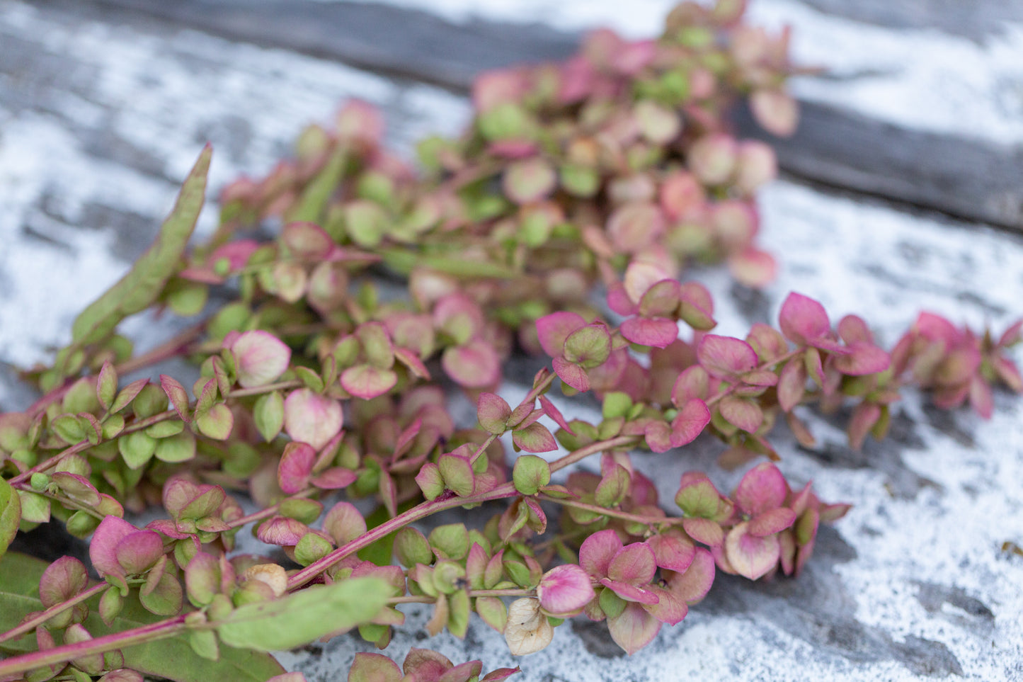 Orach | Ruby Gold