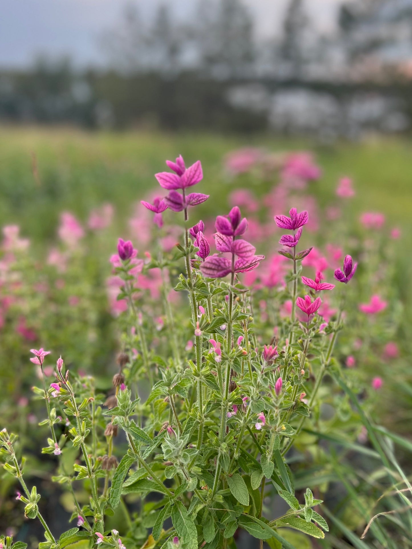 Salvia | Pink Sundae