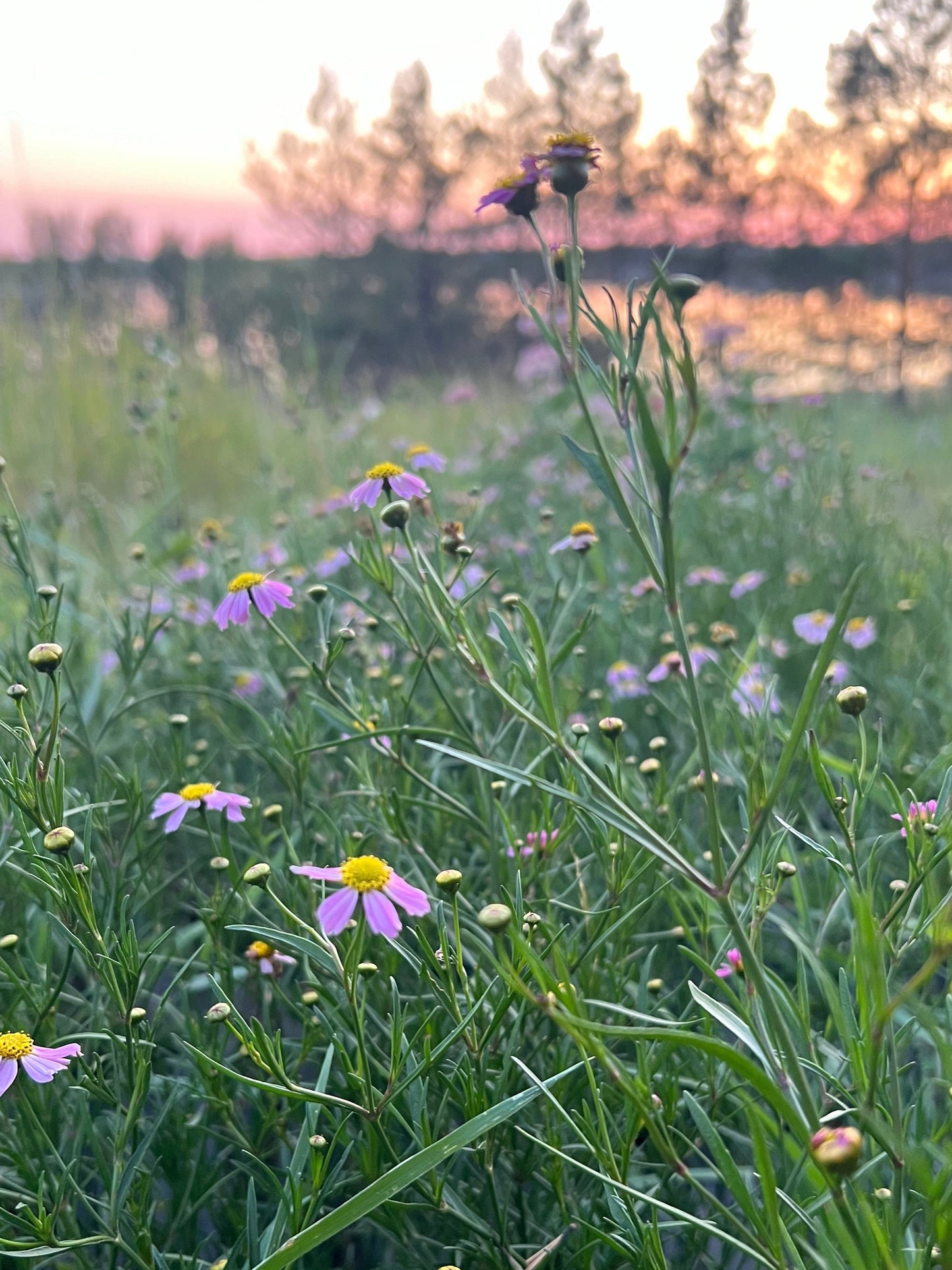 Tickseed | Pink