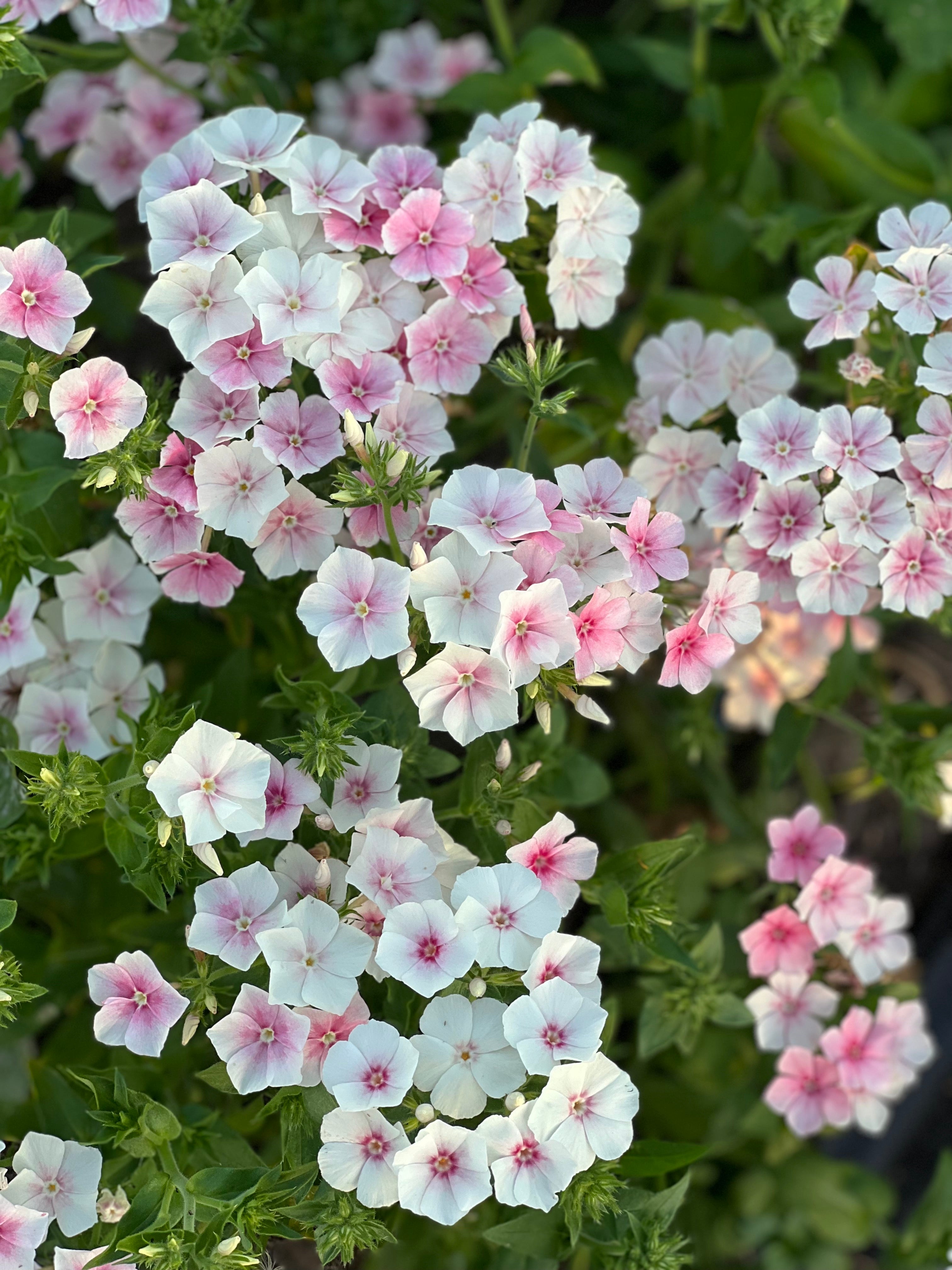 Phlox | Blushing Bride – Fraiche Flower Farm