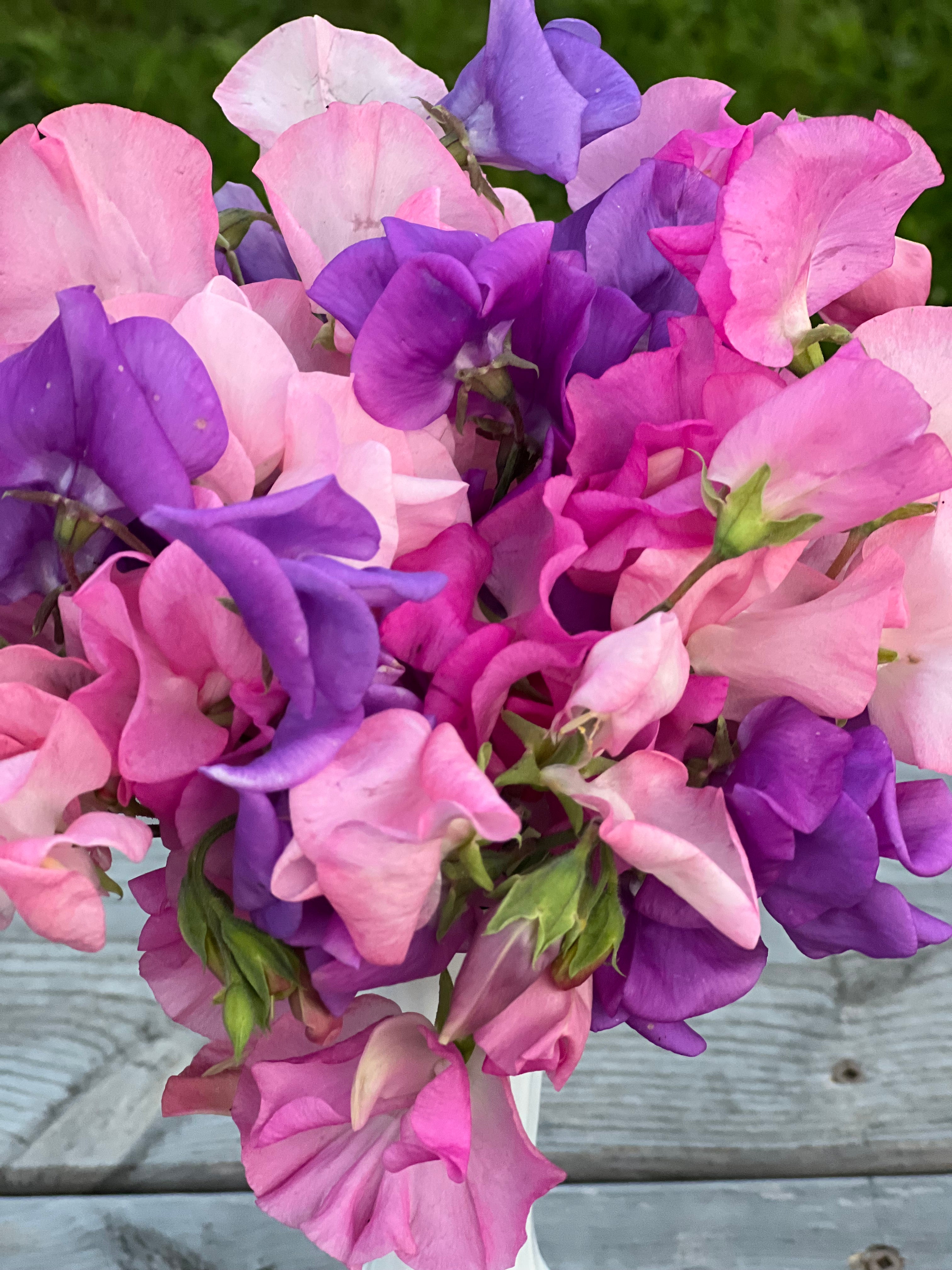 sweet-pea-fraiche-unicorn-mix-fraiche-flower-farm